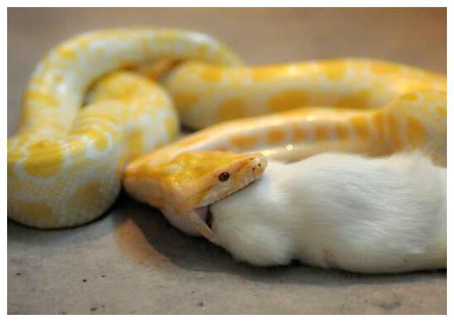 一般蟒蛇是没有毒的,它是一个异类.