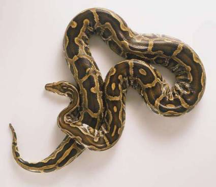 蟒蛇的常见种类有哪些