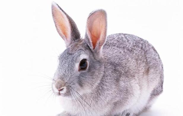 兔兔兔,生肖兔4月要历经1喜1灾,属兔人看看怎么回事?